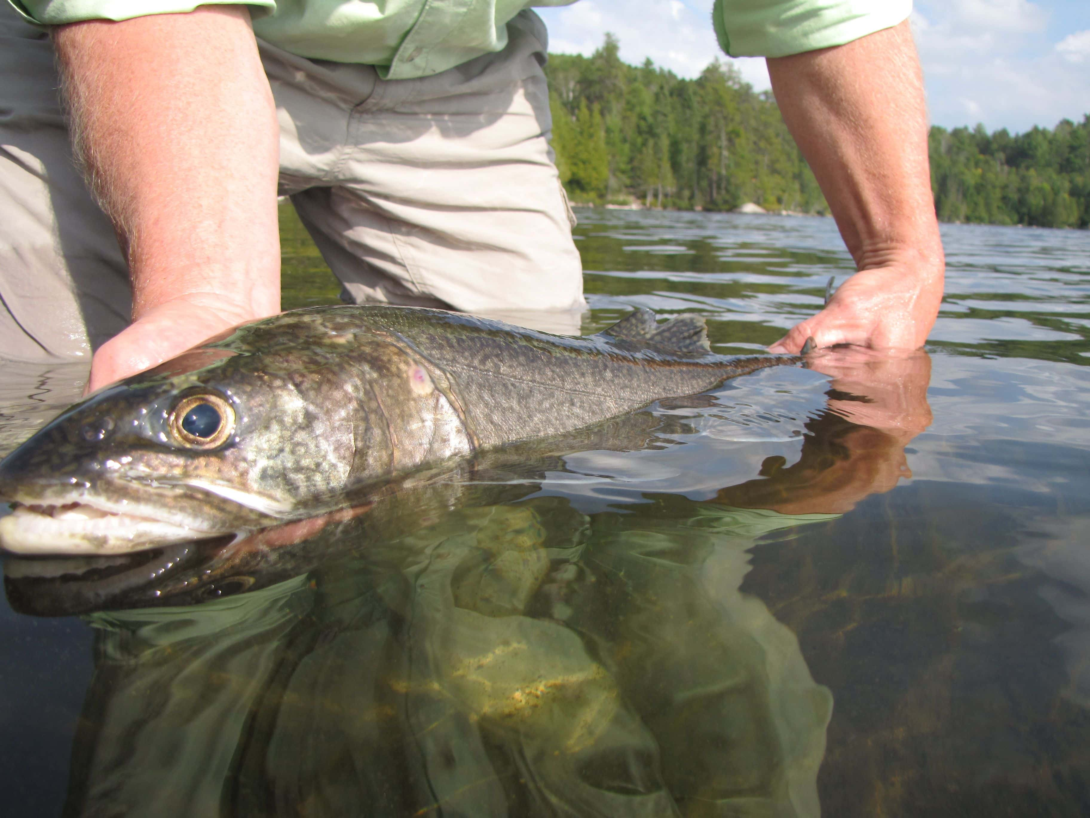 Spring Fishing Boundary Waters